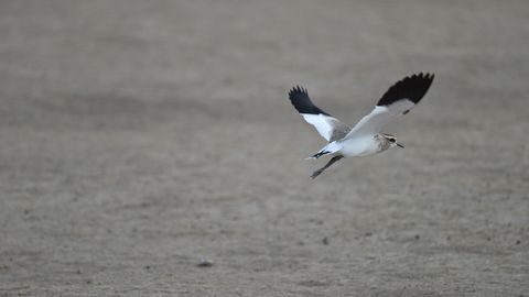 Дунёдаги энг ноёб қушлардан бири — торғоқ Ўзбекистонда қайд этилди