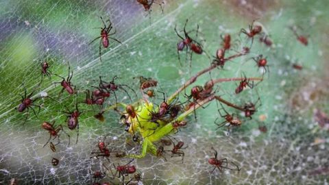Olimlar Amazoniyada o‘rgimchaklarni “zombi”larga aylantiruvchi yangi ari turini aniqladi