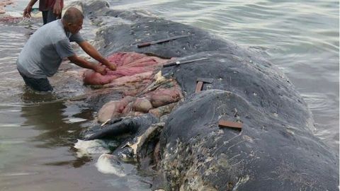 Indoneziyada 6 kilogramm plastikni yegan o‘lik kashalot topildi