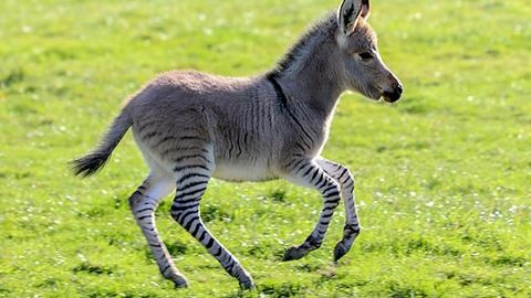 Britaniyada eshak va zebra bolasi tug‘ildi