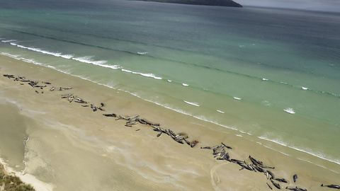 Янги Зеландияда қарийб 150 та қора дельфин қирғоққа отилиб чиқди