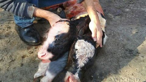 Foto: Yangiyo‘lda ikki boshli buzoq tug‘ildi