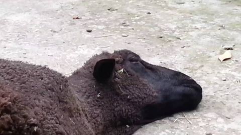 Toshkentda chorva mollarini so‘yish bilan noqonuniy shug‘ullangan shaxs ushlandi