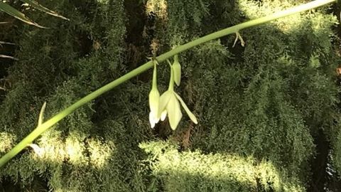 Qozog‘istonning Petropavlovsk shahrida 150 yoshli agava birinchi marta gulladi