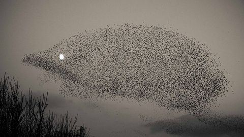 Foto: Shotlandiya osmonida tipratikan shaklidagi chug‘urchiqlar galasini suratga olishdi. Oy — uning ko‘zi rolida