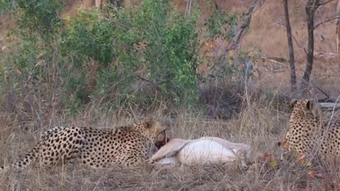 Afrikada sirtlon va gepardlar sayyohlar ko‘z o‘ngida kiyikni tiriklayin yeb qo‘ydi (video)