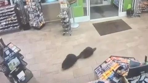 Do‘konga “xarid uchun” borgan qunduzlar videoga tushib qoldi