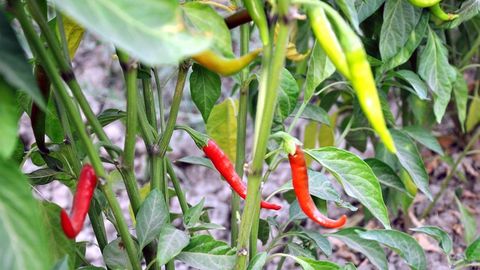 Chili qalampiri jomboylik fermerlarga zarar keltirdi