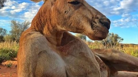 Австралияда «дунёдаги энг машҳур кенгуру» вафот этди