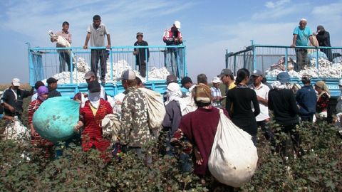 O‘zbekistonda davlat idoralari xodimlari va talabalardan 3 mingdan oshig‘i paxta yig‘im-terimida ishtirok etgani aniqlandi