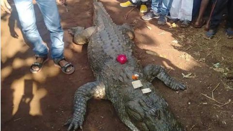 Hindistonda 130 yoshli timsohni dafn etish uchun 500 kishi keldi