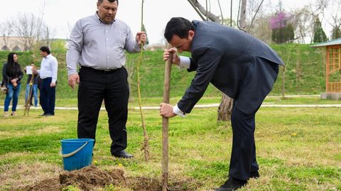 Kesilgan daraxt o‘rniga 10 ta ko‘chat: Bahorda Toshkent shahrida 409 mingta daraxt ekiladi