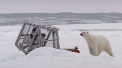 Оқ айиқ операторга ҳужум қилди (видео)