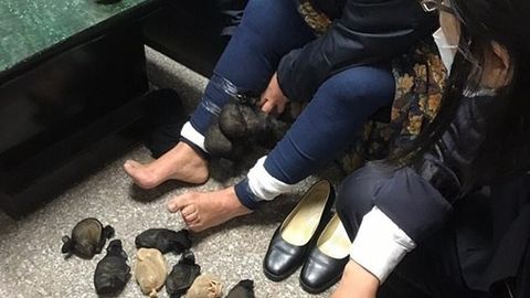 Tayvanda ayol yubkasi tagida 24 ta sichqon olib o‘tmoqchi bo‘ldi