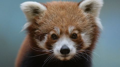 Noyob qizil panda Belfast hayvonot bog‘idan qochib ketdi