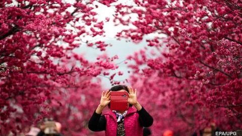 Xitoyda sakura daraxtlari gulladi