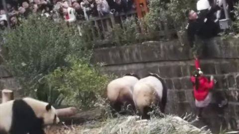 Xitoyda qizcha pandalar qafasiga tushib ketib omon qoldi (video)