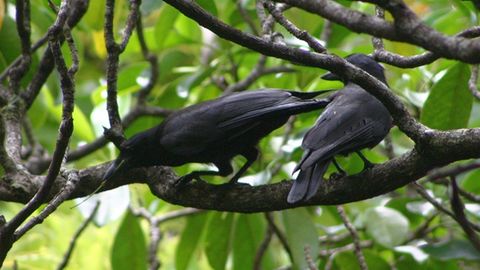 Olimlar qarg‘alarning idroki yetti yoshli bola darajasida ekanligini aniqladi