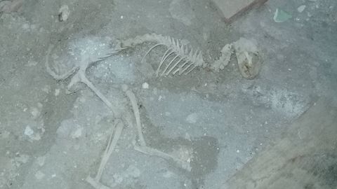 Farg‘ona viloyatining Rishton tumanidan dinozavr qoldiqlari topilgani taxmin qilinmoqda