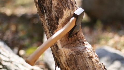 Тошкентда дарахтларни кесган икки шахс 1,9 миллион сўм жарима тўлади