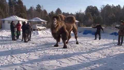 Shamanlar Rossiyani mustahkamlash uchun beshta tuyani yoqdi