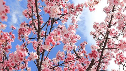 Shavkat Mirziyoyevni Si Szinpin, Nursulton Nazarboyev, Emomali Rahmon va boshqa davlatlar rahbarlari Navro‘z bilan qutladi