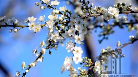 14 март куни Ўзбекистонда қандай об-ҳаво кутилмоқда?