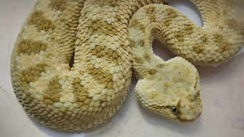 Texaslik fuqaroning uyi tagidan 45 ta ilonlar topildi (video)