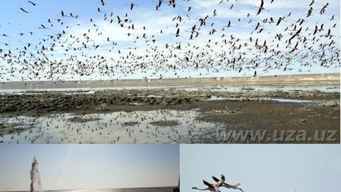 Orolda ko‘l paydo bo‘ldi, dengiz qaytayaptimi?