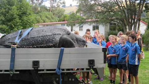 Ноёб турдаги 200 килограммли тошбақа Янги Зеландия қирғоғидан ўлик ҳолда топилди