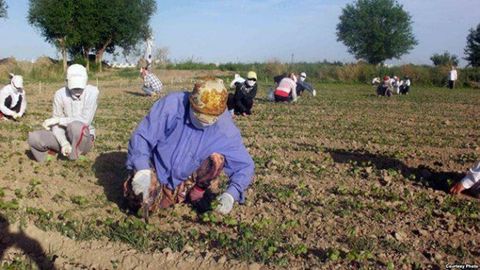 O‘zbekistonda qishloq ayollari qachongacha o‘tin uchun ketmon chopadi?