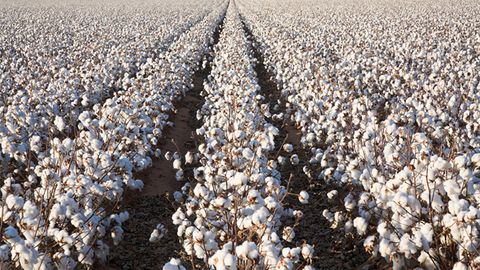 XMT: O‘zbekistonda paxta terganlik uchun to‘lov miqdori 3 yilda 3 baravardan ko‘proqqa oshgan