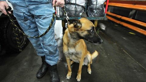 Moskvadagi Vnukuvo aeroportida bomba haqidagi xabar tufayli Toshkentga reys kechiktirildi