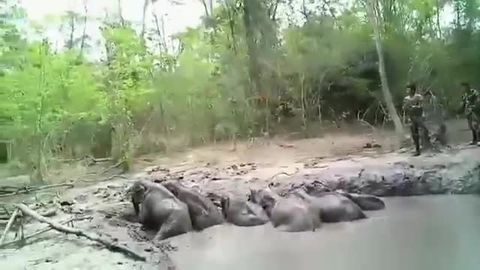 Tailandda botqoqlikka tushib ketgan oltita fil bolalari qutqarildi (video)