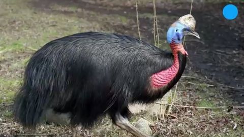 АҚШда ўз эгасини ўлдириб қўйган баҳайбат қуш аукционда сотилади