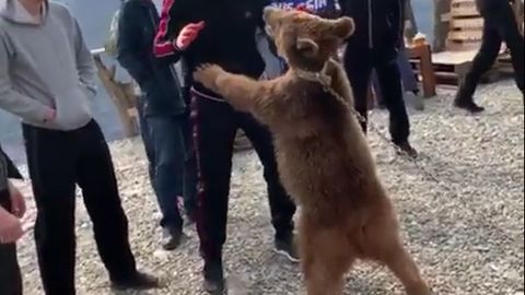 Instagram’da Habib Nurmagomedov va ayiqning yangi “olishuvi” aks etgan video paydo bo‘ldi