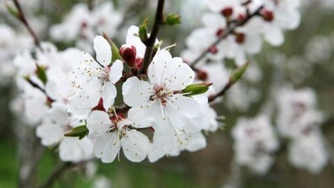6-aprel kuni O‘zbekistonda ob-havo qanday bo‘ladi?