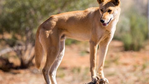 Avstraliyada dingo yovvoyi iti belanchakda yotgan bolani o‘g‘irlab ketdi