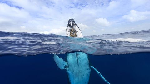 Norvegiyaliklar Rossiyani josus kitlarni tayyorlashda gumon qilmoqda