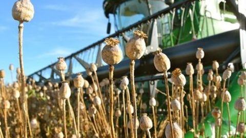 Farg‘onada 75 yoshli fuqaro uyida “ko‘knor” yetishtirayotgani va saqlayotgani aniqlandi