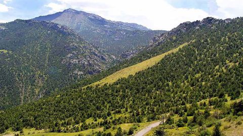 Ўзбекистонда питомниклар ва плантацияларни барпо этиш тартиби белгиланди