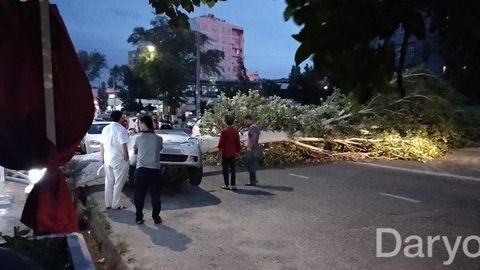 Toshkentda kuchli shamol tufayli daraxt avtomobilnining ustiga qulab tushdi (video)