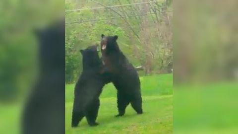 Amerikalik hovlisida ayiqlar jangiga guvoh bo‘ldi (video)