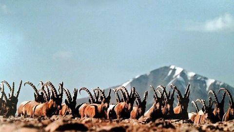 Ҳайвонот ёки ўсимлик дунёсидан фойдаланиш тартибини бузган фуқаролар озодликдан маҳрум этилиши мумкин