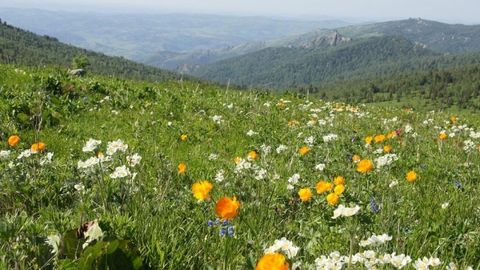 O‘zbekistonda 42 turdagi yo‘qolib borayotgan ozuqabop o‘simliklar tabiiy ko‘paymoqda