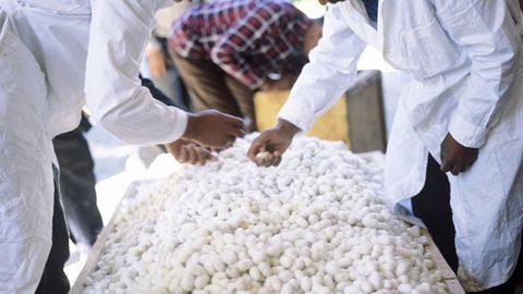 Қашқадарё пиллакорлари қарийб 2 минг тонна пилла тайёрлаб, йиллик шартномани бажарди