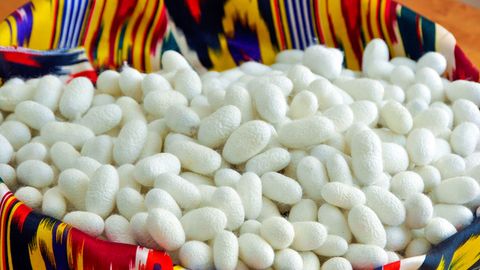 Surxondaryo viloyati pillakorlari mamlakatda birinchi bo‘lib shartnoma rejasini ortig‘i bilan bajardi