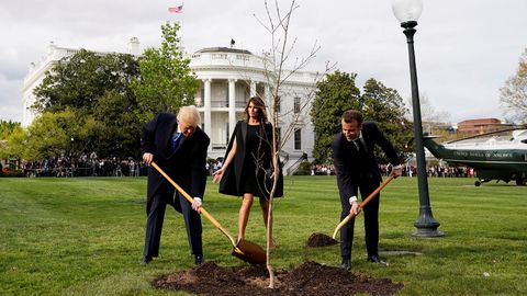 Tramp va Makron birga o‘tqazgan eman ko‘chati nobud bo‘ldi