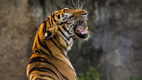 Вьетнамда йўлбарсни чўмилтиришга уринган ҳайвонот боғи ходими қўлсиз қолди