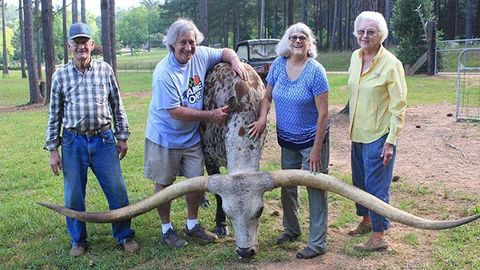 АҚШда энг узун шохли буқа Гиннес рекордлар китобига киритилди (видео)